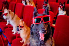 Тест на знание фильмов про собак