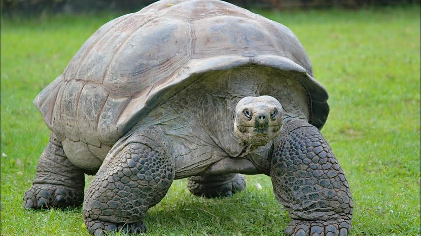 На каких островах водятся самые большие черепахи в мире?