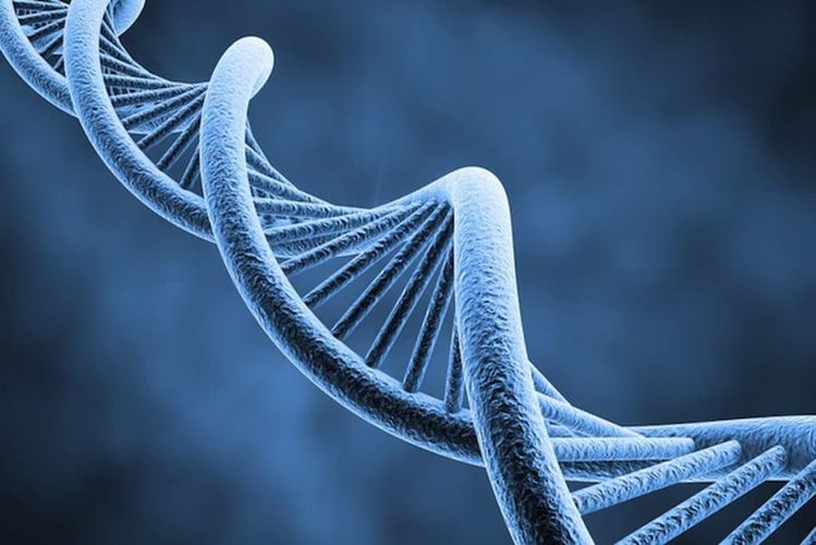 В какой органелле реплицируется ДНК?