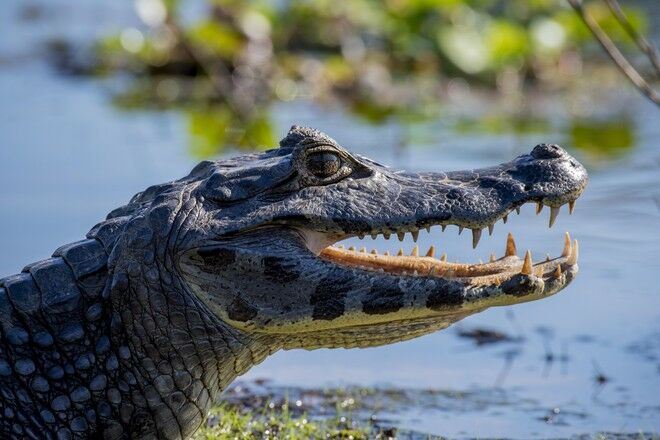 Какая продолжительность жизни большинства крокодилов?