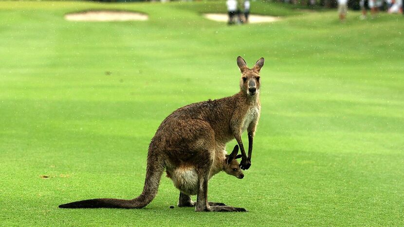 Какое из этих австралийских животных - не имеет сумки?