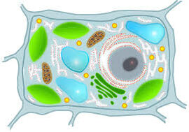 Тест по биологии: "Клетка"
