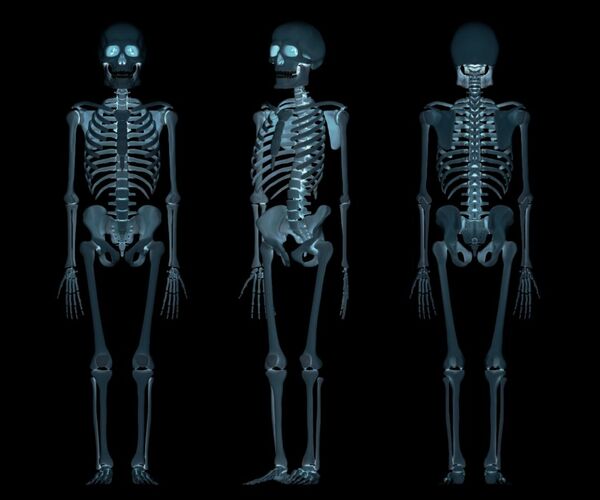Сколько костей в организме взрослого человека? 