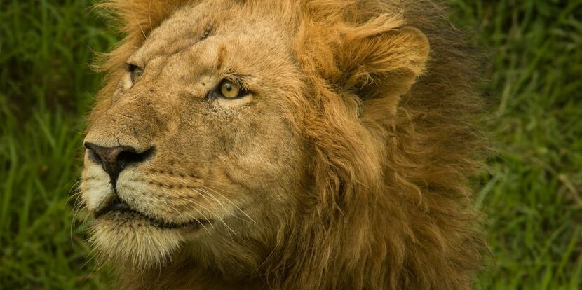 Как называется семейная стая африканских львов?
