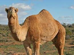 Как называется одногорбая разновидность верблюдов?