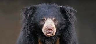  Медведя какого вида не существует? 