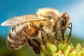 Как называют пчёл, которые отвечают за производство тепла в улье?