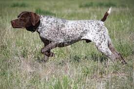 В Европе эта порода активных собак — одна из самых популярных и используемых на охоте.