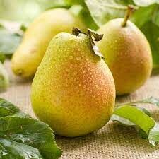  В русском языке до XVII века плод этого растения назывался «дуля».