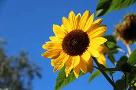 Helianthus или «солнечный цветок» — научное название подсолнечника. В каком регионе находился центр происхождения этого цветка?