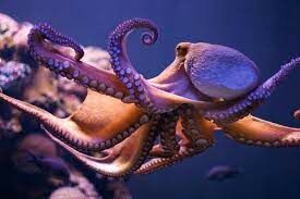   Всем известно, что у осьминога 8 щупалец, а сколько у него сердец? 