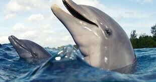   Длина тела самого маленького вида дельфинов?