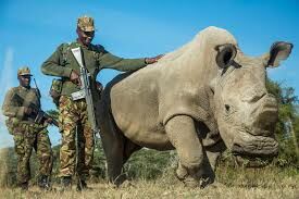 Сколько рогов у крупнейшего непарнокопытного животного - белого носорога? 