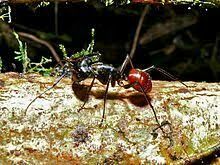  Какого размера достигают рабочие особи и самцы у крупнейших муравьев Азии - Camponotus gigas ?