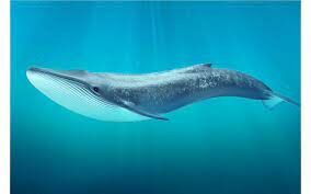 Какой длины может достигать самое крупное морское млекопитающее синий кит?