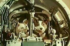 Как звали собачек, совершивших космический полёт на корабле «Спутник-5» 19 августа 1960 года?