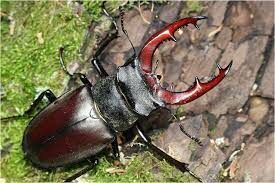 Этот крупный жук может достигать длины до 86—91 мм. Живут они в в дубравах и в лесах с примесью дуба.