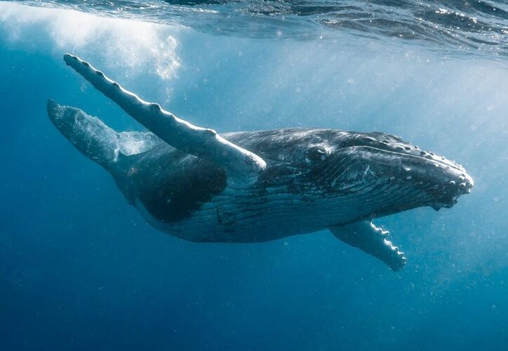Орган слуха у китов расположен на спине