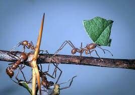  Сколько каст образуют муравьи?