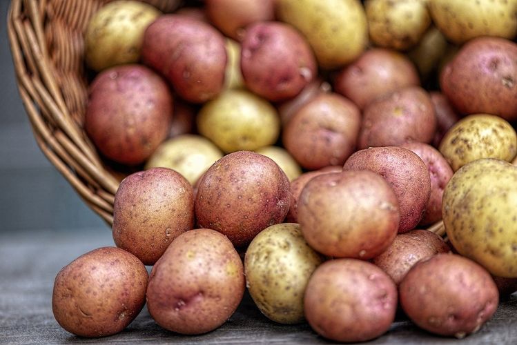 Можно сильно мельчить клубень картофеля для посадки - чем больше кусочков, тем больше получится посадочного материала