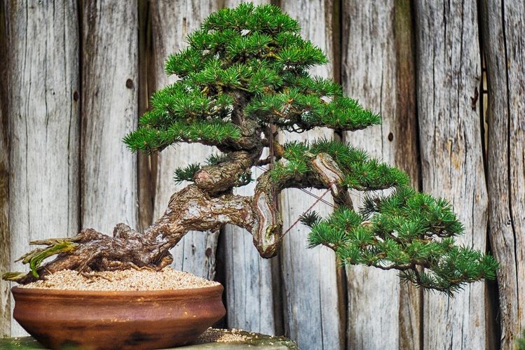 Как называется древнее японское искусство выращивать копии деревьев в миниатюре?