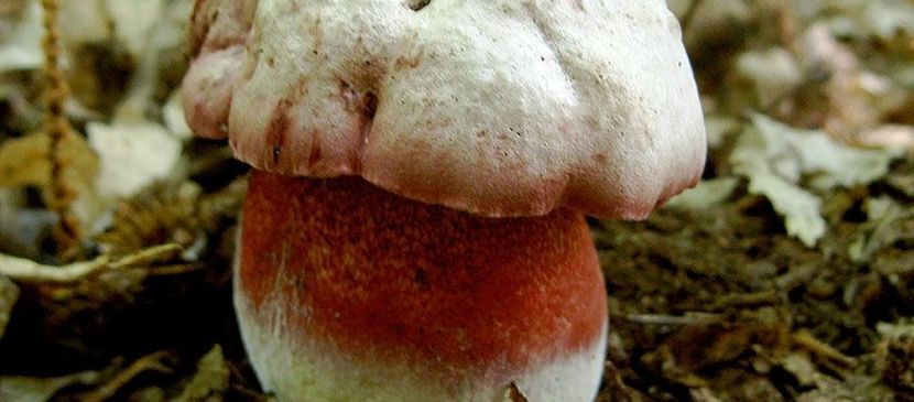 Еще один известный ядовитый гриб