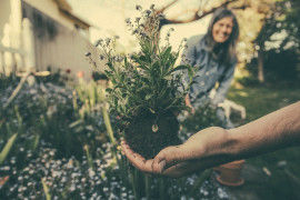 Тест для опытных садоводов. Насколько вы эрудированы?