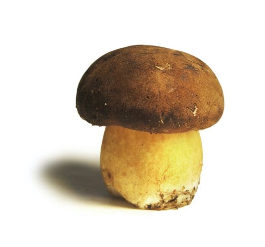 Как думаете, до какого размера могут вырасти белые грибы?