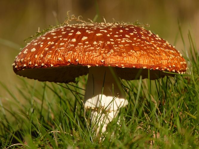 Могут белые грибы расти рядом с мухоморами?