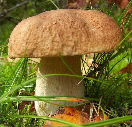 Сколько в среднем растет гриб?