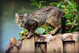 Тест для кошатников: сможете определить породу кошки по фотографии?