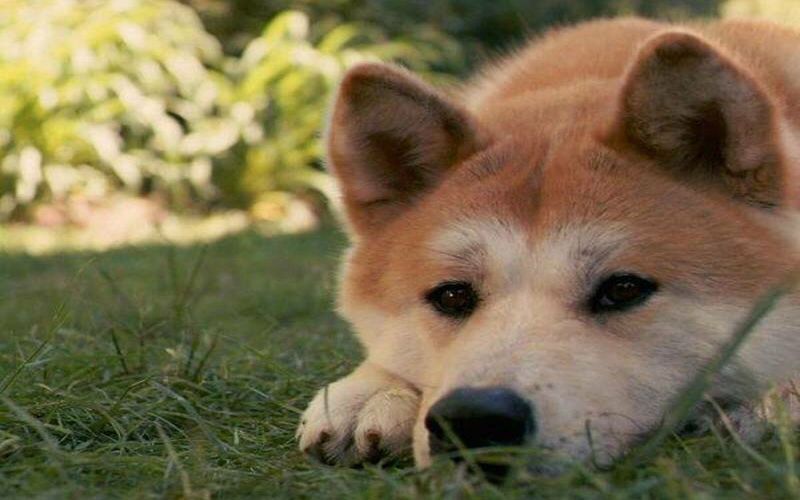Какой породы был верный пес из фильма Хатико?