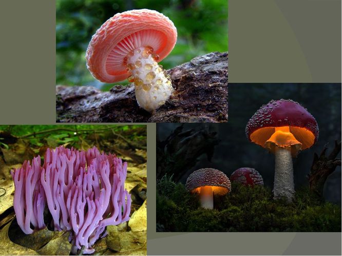 Какая из наук занимается изучением грибов?