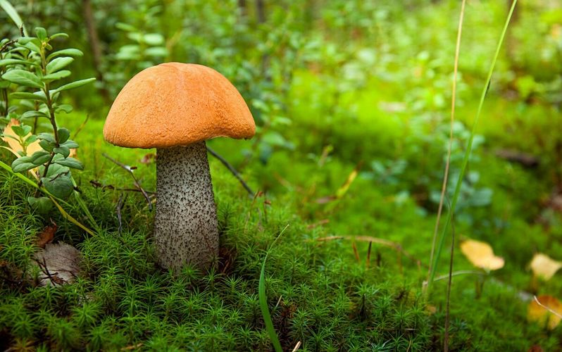 Каким образом размножаются грибы?