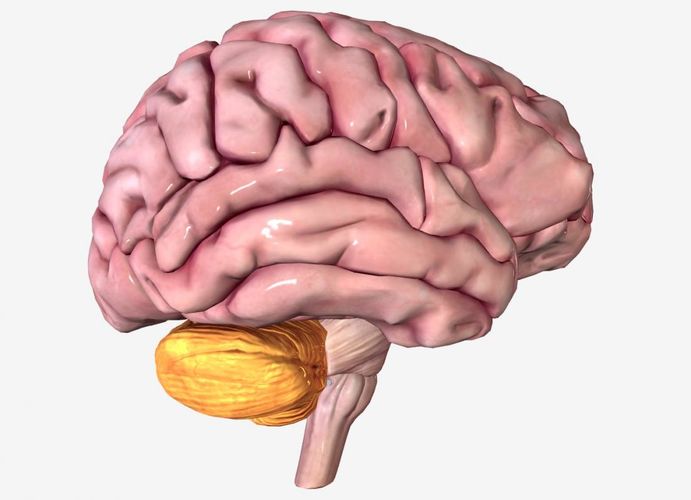 За что отвечает мозжечок в организме человека?
