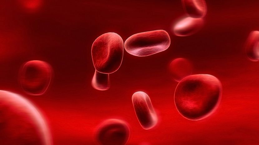 Какой белок в плазме крови находится в большем количестве?