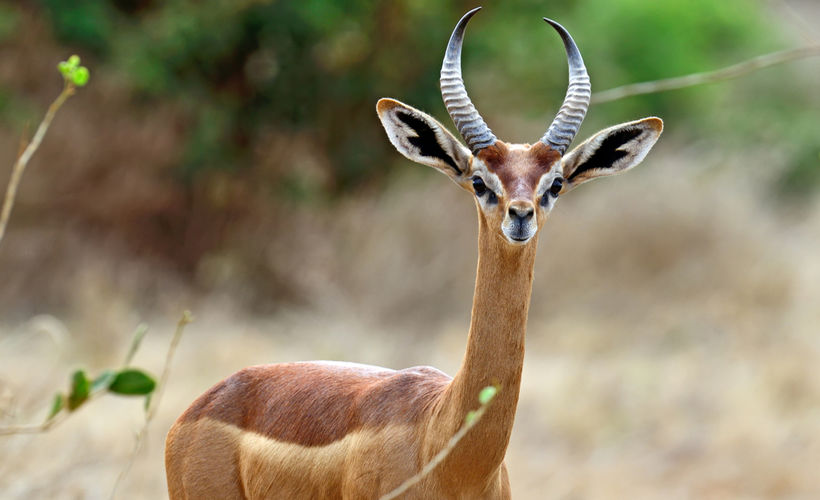 Вид антилоп с длинной шеей, которые обитают в пустынях восточной части Африки. Как их зовут?