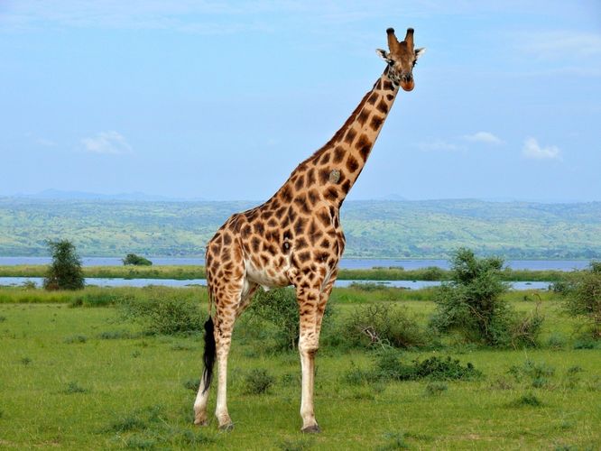 Какого цвета язык у жирафа?