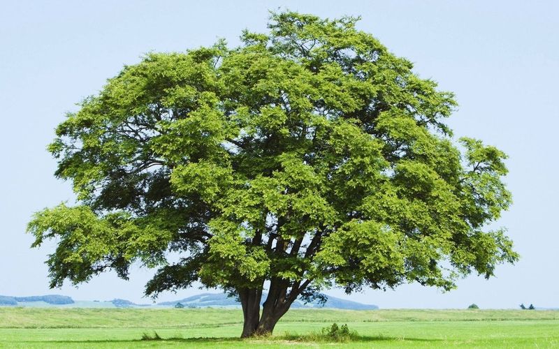 В какой части дерева происходит процесс фотосинтеза?
