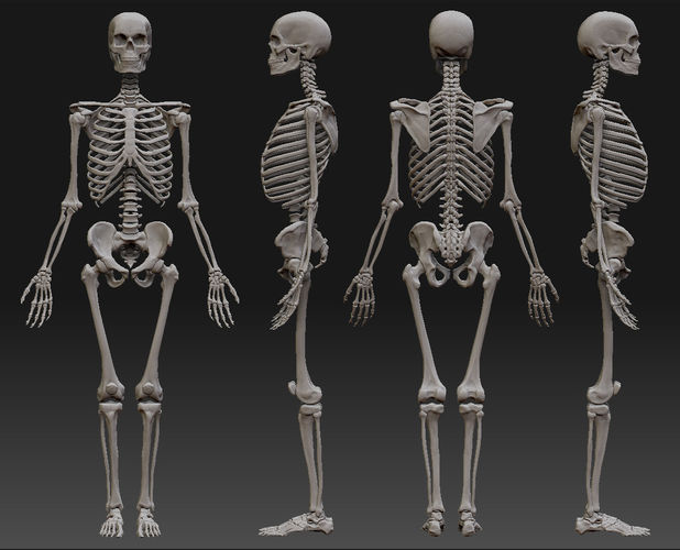 Где в человеческом теле находится самая маленькая кость?