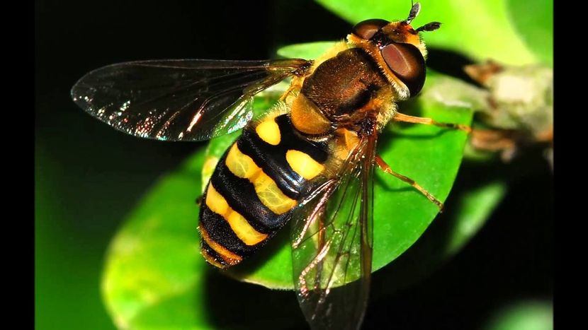Какие насекомые летают быстрее всех?