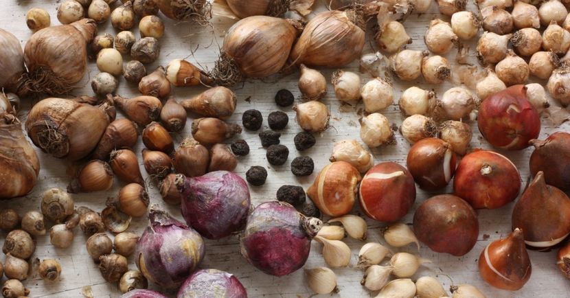 Луковицы какого луковичного растения можно употреблять в пищу?