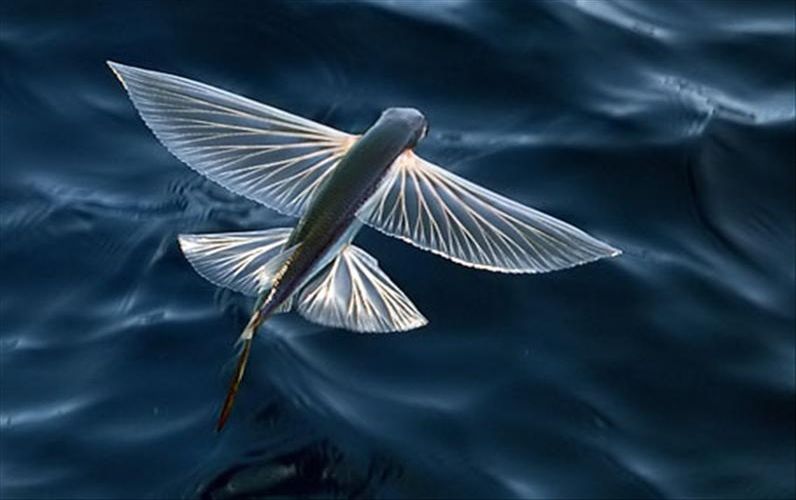 Сколько составляет высота полета летучих рыб?