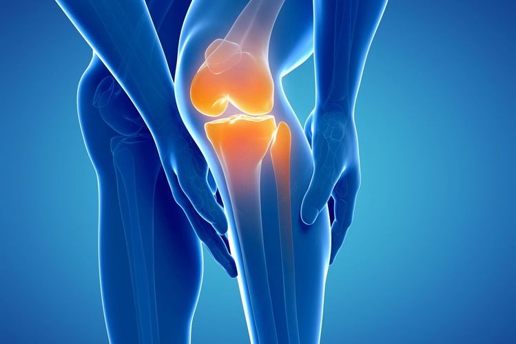 Какая из перечисленных мышц сгибает коленный сустав?