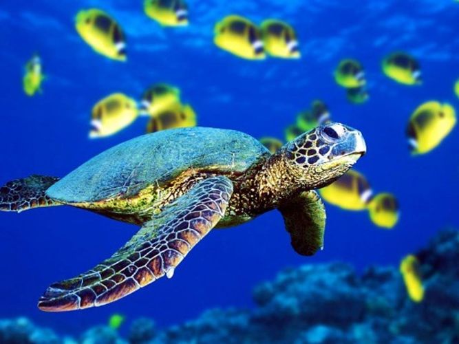 Где происходит кладка яиц морских черепах?