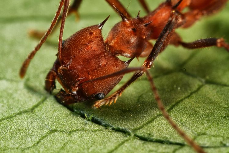 Зачем муравьи-листорезы режут листья на части и готовят из них компост?