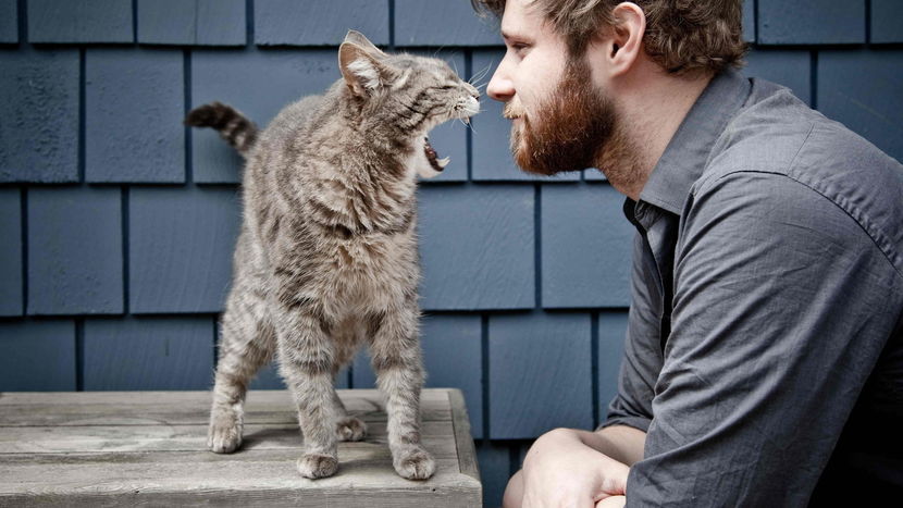 Согласно ученым, коты больше любят бородатых мужчин?