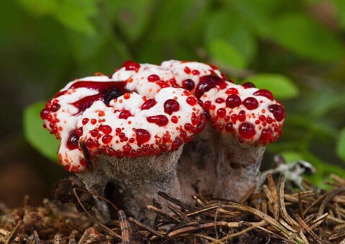 Это гриб гиднеллум пека, одно из его названий – «клубника со сливками». Как думаете, он съедобен?