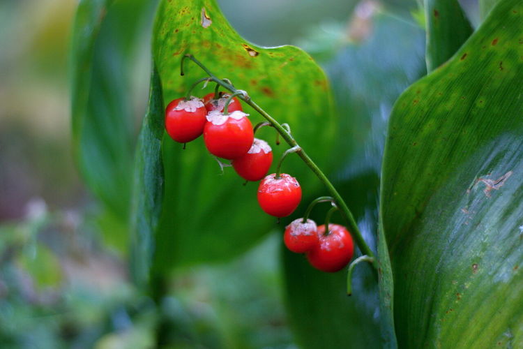 После цветения на стебле ландыша появляются красивые ярко-красные ягоды, их можно есть?