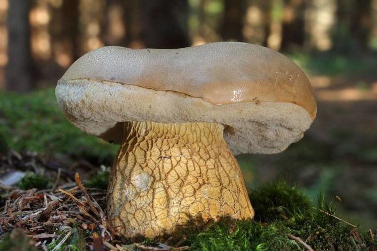 В лесу можно встретить гриб, очень похожий на боровик, под названием желчный гриб. Можно ли его пожарить?